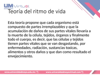 Teoría del ritmo de vida
Esta teoría propone que cada organismo está
compuesto de partes irremplazables y que la
acumulación de daños de sus partes vitales llevaría a
la muerte de la célula, tejidos, órganos y finalmente
todo el cuerpo, es decir, que las células y tejidos
tienen partes vitales que se van desgastando, por
enfermedades, radiación, sustancias toxicas,
alimentos y otros daños y que dan como resultado el
envejecimiento.
 