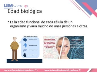 Edad biológica
• Es la edad funcional de cada célula de un
organismo y varía mucho de unas personas a otras.
 