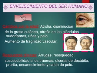 ENVEJECIMIENTO DEL SER HUMANO 
PIEL 
Cambios con la edad: Atrofia, disminución 
de la grasa cutánea, atrofia de las glándulas 
sudoríparas, uñas y pelo. 
Aumento de fragilidad vascular. 
Respuestas clínicas: Arrugas, resequedad, 
susceptibilidad a los traumas, ulceras de decúbito, 
prurito, encanecimiento y caída de pelo. 
 