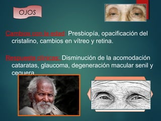 OJOS 
Cambios con la edad: Presbiopía, opacificación del 
cristalino, cambios en vítreo y retina. 
Respuesta clínicas: Disminución de la acomodación 
cataratas, glaucoma, degeneración macular senil y 
ceguera. 
 