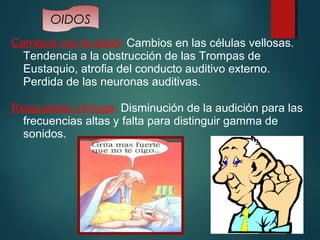 OIDOS 
Cambios con la edad: Cambios en las células vellosas. 
Tendencia a la obstrucción de las Trompas de 
Eustaquio, atrofia del conducto auditivo externo. 
Perdida de las neuronas auditivas. 
Respuestas clínicas: Disminución de la audición para las 
frecuencias altas y falta para distinguir gamma de 
sonidos. 
 