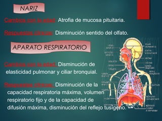 NARIZ 
Cambios con la edad: Atrofia de mucosa pituitaria. 
Respuestas clínicas: Disminución sentido del olfato. 
APARATO RESPIRATORIO 
Cambios con la edad: Disminución de 
elasticidad pulmonar y ciliar bronquial. 
Respuestas clínicas: Disminución de la 
capacidad respiratoria máxima, volumen 
respiratorio fijo y de la capacidad de 
difusión máxima, disminución del reflejo tusígeno. 
 