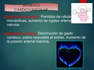 APARATO 
CARDIOVASCULAR 
Cambios con la edad: Perdidas de células 
miocárdicas, aumento de rigidez arterial y 
valvular. 
Respuestas clínicas: Disminución de gasto 
cardiaco, pobre respuesta al estrés. Aumento de 
la presión arterial máxima. 
 