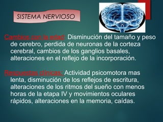 SISTEMA NERVIOSO 
Cambios con la edad: Disminución del tamaño y peso 
de cerebro, perdida de neuronas de la corteza 
cerebral, cambios de los ganglios basales, 
alteraciones en el reflejo de la incorporación. 
Respuestas clínicas: Actividad psicomotora mas 
lenta, disminución de los reflejos de escritura, 
alteraciones de los ritmos del sueño con menos 
horas de la etapa IV y movimientos oculares 
rápidos, alteraciones en la memoria, caídas. 
 