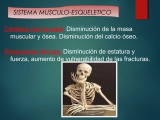 SISTEMA MUSCULO-ESQUELETICO 
Cambios con la edad: Disminución de la masa 
muscular y ósea. Disminución del calcio óseo. 
Respuestas clínicas: Disminución de estatura y 
fuerza, aumento de vulnerabilidad de las fracturas. 
 