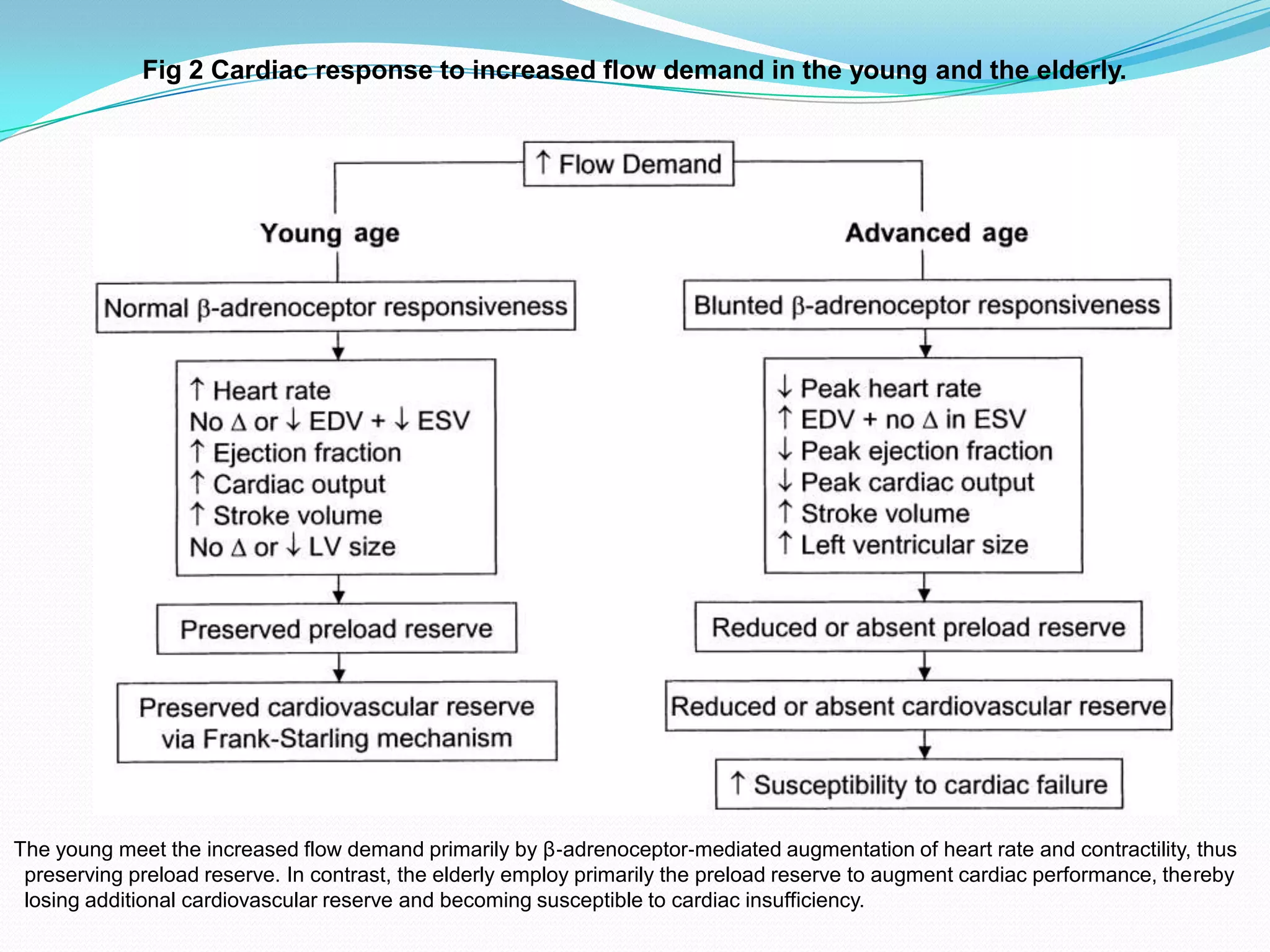 Fig 2 Cardiac response to increased flow demand in the young and the elderly.

The young meet the increased flow demand primarily by β‐adrenoceptor‐mediated augmentation of heart rate and contractility, thus
preserving preload reserve. In contrast, the elderly employ primarily the preload reserve to augment cardiac performance, thereby
losing additional cardiovascular reserve and becoming susceptible to cardiac insufficiency.

 