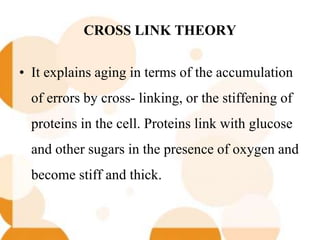 CROSS LINK THEORY
• It explains aging in terms of the accumulation
of errors by cross- linking, or the stiffening of
proteins in the cell. Proteins link with glucose
and other sugars in the presence of oxygen and
become stiff and thick.
 
