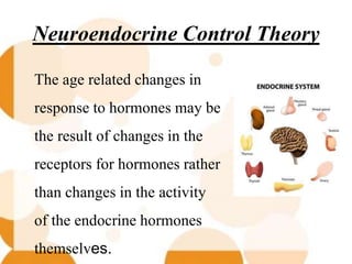 Neuroendocrine Control Theory
The age related changes in
response to hormones may be
the result of changes in the
receptors for hormones rather
than changes in the activity
of the endocrine hormones
themselves.
 