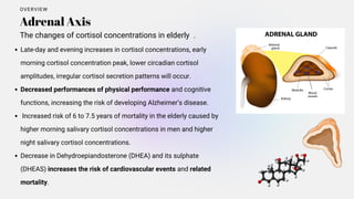 Late-day and evening increases in cortisol concentrations, early
morning cortisol concentration peak, lower circadian cortisol
amplitudes, irregular cortisol secretion patterns will occur.
Decreased performances of physical performance and cognitive
functions, increasing the risk of developing Alzheimer’s disease.
Increased risk of 6 to 7.5 years of mortality in the elderly caused by
higher morning salivary cortisol concentrations in men and higher
night salivary cortisol concentrations.
Decrease in Dehydroepiandosterone (DHEA) and its sulphate
(DHEAS) increases the risk of cardiovascular events and related
mortality.
Adrenal Axis
OVERVIEW
The changes of cortisol concentrations in elderly .
 