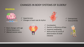CHANGES IN BODY SYSTEMS OF ELDERLY
 Brain changes with age
 Clinical depression
 Altered mental status
 Hypertension
 Changes in heart rate & rhythm
 Constipation
 Decline in efficiency of liver
 Impaired swallowing
 Malnutrition & result of
deterioration of small
intestine
 Osteoporosis
 Osteoarthritis
BIOLOGICAL
 