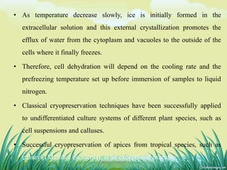 • As temperature decrease slowly, ice is initially formed in the
extracellular solution and this external crystallization promotes the
efflux of water from the cytoplasm and vacuoles to the outside of the
cells where it finally freezes.
• Therefore, cell dehydration will depend on the cooling rate and the
prefreezing temperature set up before immersion of samples to liquid
nitrogen.
• Classical cryopreservation techniques have been successfully applied
to undifferentiated culture systems of different plant species, such as
cell suspensions and calluses.
• Successful cryopreservation of apices from tropical species, such as
cassava (Manihot esculenta), is an exceptional example.
18DHIRAJ POWAR
 