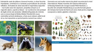 Extinderile vaste de pădure și terenul muntos, cu doar locuințe
împrăștiate, contribuie la o varietate surprinzătoare de animale
sălbatice. Animalele de vânat abundă în majoritatea regiunilor
– mai multe soiuri de căprioare, prepelițe și fazani și, în
regiunile alpine, caprele și ibexul – iar numărul lor este protejat
de legile stricte ale vânatului. SălbăticiePopulația de mistreți,
care a crescut după al Doilea Război Mondial din cauza
restricțiilor privind vânătoarea, a fost acum redusă, astfel încât
să nu mai reprezinte un pericol pentru oameni sau culturi.
Germania are mai multe rezerve de păsări recunoscute la nivel
internațional. Platele mareelor din Saxonia Inferioară și
Schleswig-Holstein de-a lungul coastei Mării Nordului, a
lacurilor din câmpiile Mecklenburg și Lacurile formate glaciar
din Câmpia Germaniei de Nord sunt zone vitale pentru migrația
europeană a rațelor, gâștelor și lipiciului.
 