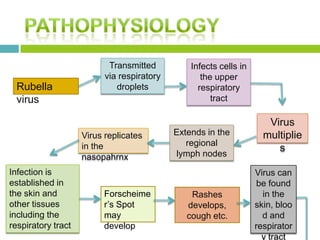 Rubella
virus
Transmitted
via respiratory
droplets
Infects cells in
the upper
respiratory
tract
Virus
multiplie
s
Extends in the
regional
lymph nodes
Virus replicates
in the
nasopahrnx
Infection is
established in
the skin and
other tissues
including the
respiratory tract
Forscheime
r’s Spot
may
develop
Rashes
develops,
cough etc.
Virus can
be found
in the
skin, bloo
d and
respirator
y tract
 
