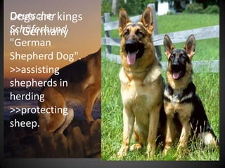 Deutscher kings
Dogs are
Schäferhund
in Germany
"German
Shepherd Dog".     they can go just about
>>assisting       everywhere-first class
                  restaurants, trains and
shepherds in      buses, even clothing
herding           shops and bookstores.
                  But NOT in a Metzgerei
>>protecting      (butchers) and rarely
sheep.            in a Konditorei or a
                  Bakerei. They even
                  have their own pools.
 