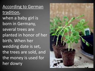 According to German
tradition,
when a baby girl is
born in Germany,
several trees are
planted in honor of her
birth. When her
wedding date is set,
the trees are sold, and
the money is used for
her dowry
 