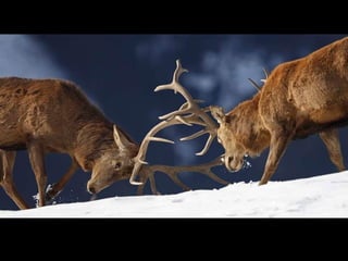 German salon photography ____1 (1)