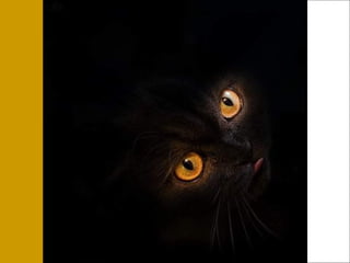 German salon photography ____1 (1)