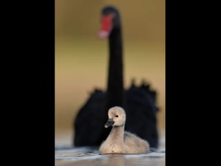 German salon photography ____1 (1)