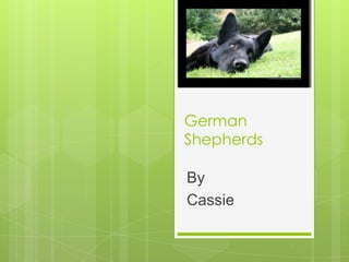 German
Shepherds

By
Cassie
 