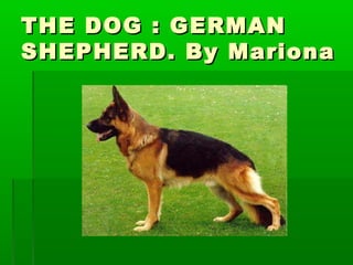 THE DOG : GERMANTHE DOG : GERMAN
SHEPHERD. By MarionaSHEPHERD. By Mariona
 