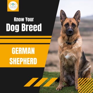 Know Your
GERMAN
SHEPHERD
Dog Breed
 