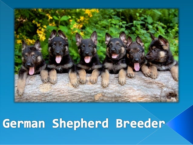 good german shepherd breeders