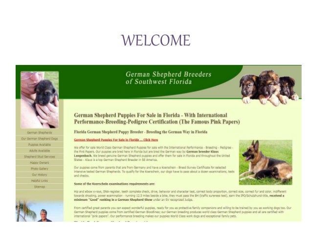 full german shepherd puppies for sale