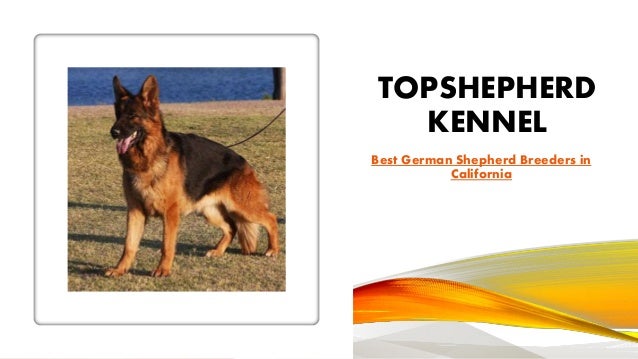 trained german shepherds for sale