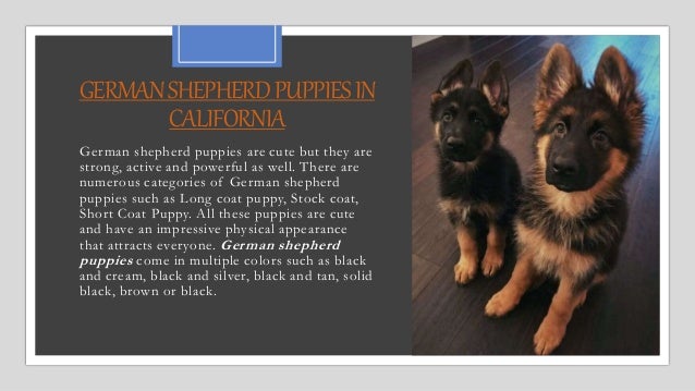 Family Companion Pure German Shepherds In California