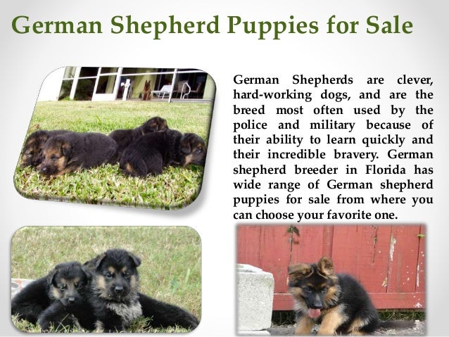 30 HQ Pictures German Shepherd Puppies Florida For Sale / Akc German Shepherds Orlando Fl Dog Boarding