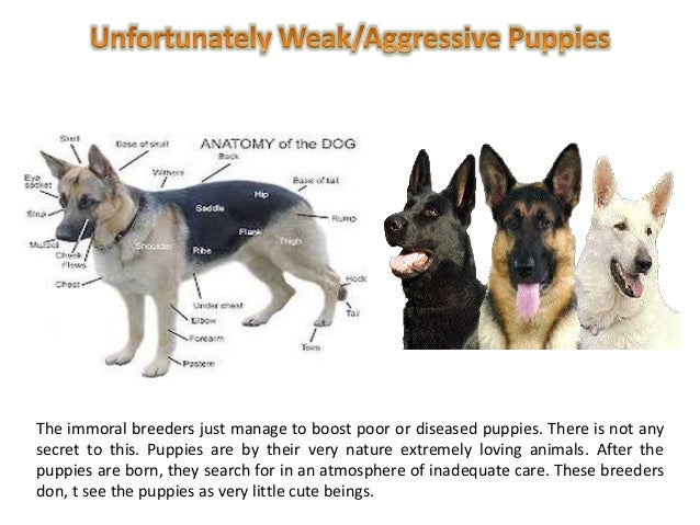 german shepherd puppies for sale in pa cheap german shepherd puppies for sale in pa with or care german shepherd puppies for sale in pa cheap german shepherd puppies for sale in pa with or care