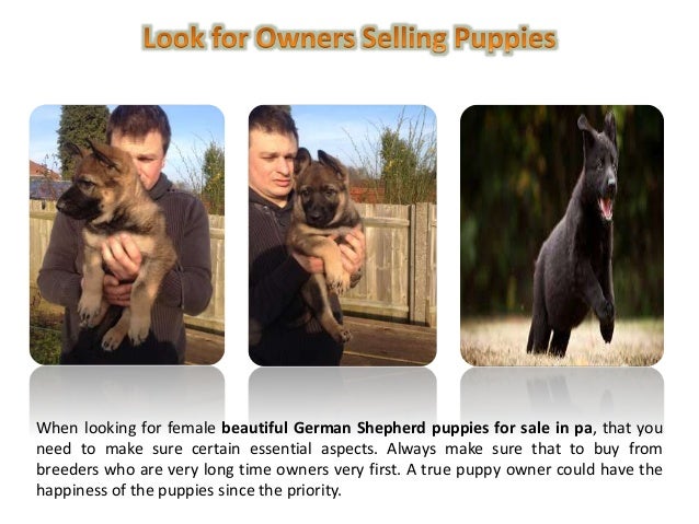 german shepherd puppies for sale in pa cheap german shepherd puppies for sale in pa with or care german shepherd puppies for sale in pa cheap german shepherd puppies for sale in pa with or care