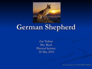 German Shepherd Zac Trahan Mrs. Reed Physical Science 26 May 2010 http://2.bp.blogspot.com/_Kd7HzYVR2To/SYRD5N439oI/AAAAAAAACHQ/A_3U7YMW6nc/s400/German+Shepherd.jpg 