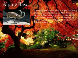 The Alpine Ibex is a species of wild goat that lives in 
the mountains of the European Alps. Ibexes are 
strictly herbivorous and survive on a diet of grass, 
moss, flowers, leaves and twigs. If leaves and shoots 
are out of reach, Ibexes often stand on their rear 
legs to reach this food. 
 