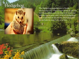 The Hedgehog populations is finally 
recovering a bit. These sweet animals are out 
mostly at night, and you may even find one 
wandering in your yard. A lot of Hedgehogs 
find a sad end on the street, since they roll 
up and are no match for a car tire. 
 