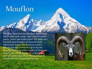 Mouflon have a red-brown short-haired coat 
with a dark back-stripe, light colored saddle 
patch, ‘socks’ and under parts. The males are 
horned; some females are horned while 
others lack horns. The horn is curved in 
almost one full revolution (up to 85 cm). 
Mouflon have a shoulder height of about 0.9 
meters and a body weight of 50 kg (males) 
and 35 kg (females).They were successfully 
introduced into continental Europe. 
 