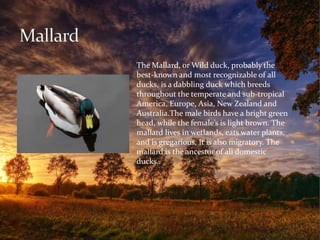 The Mallard, or Wild duck, probably the 
best-known and most recognizable of all 
ducks, is a dabbling duck which breeds 
throughout the temperate and sub-tropical 
America, Europe, Asia, New Zealand and 
Australia.The male birds have a bright green 
head, while the female’s is light brown. The 
mallard lives in wetlands, eats water plants, 
and is gregarious. It is also migratory. The 
mallard is the ancestor of all domestic 
ducks.. 
 
