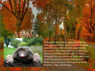 Although moles burrow, some species are 
semi-aquatic. Moles have cylindrical bodies 
covered in fur while the ears are generally 
not visible. They have small or covered eyes 
and can probably still tell night from day, 
although they are otherwise blind. Moles eat 
small invertebrates living underground. 
Moles can be found in most parts of North 
America, Asia, and Europe. 
 