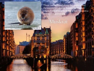 These can be found along the rivers where 
the waters run slow or lakes with swampy 
edges. They almost look like a mix between a 
beaver and guinea pig. 
 