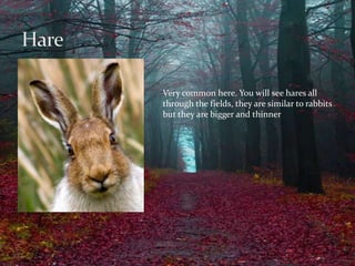 Very common here. You will see hares all 
through the fields, they are similar to rabbits 
but they are bigger and thinner 
 