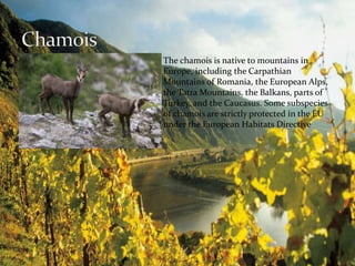The chamois is native to mountains in 
Europe, including the Carpathian 
Mountains of Romania, the European Alps, 
the TatraMountains, the Balkans, parts of 
Turkey, and the Caucasus. Some subspecies 
of chamois are strictly protected in the EU 
under the European Habitats Directive 
