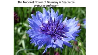 The National Flower of Germany is Centaurea
cyanus (cornflower)
 