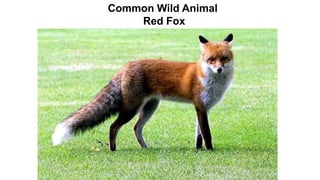 Common Wild Animal
Red Fox
 