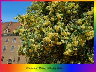 Opuszczamy Miśnię, pachnącą lipami.  