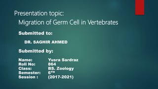 Migration of Germ Cell in Vertebrates
Presentation topic:
Submitted to:
DR. SAGHIR AHMED
Submitted by:
Name: Yusra Sardraz
Roll No: 864
Class: BS. Zoology
Semester: 6TH
Session : (2017-2021)
 