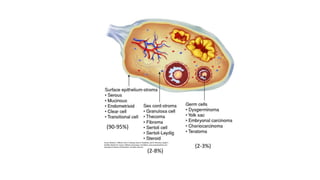 (90-95%)
(2-3%)
(2-8%)
 