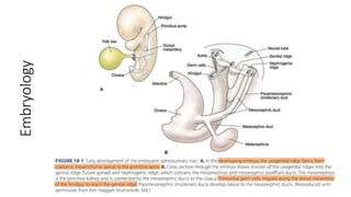 Embryology
 