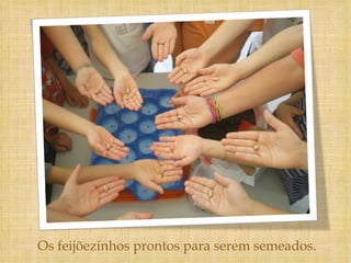 Os feijõezinhos prontos para serem semeados. 