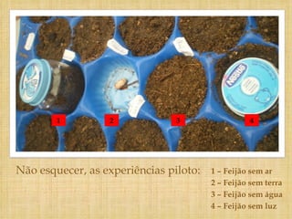 Não esquecer, as experiências piloto: 1 – Feijão sem ar 2 – Feijão sem terra 3 – Feijão sem água 4 – Feijão sem luz 1 2 3 4 
