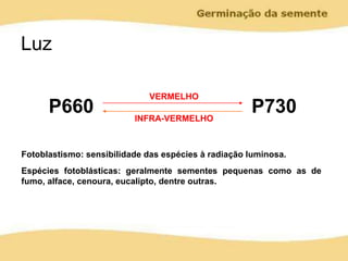 Luz
P660 P730
VERMELHO
INFRA-VERMELHO
Fotoblastismo: sensibilidade das espécies à radiação luminosa.
Espécies fotoblásticas: geralmente sementes pequenas como as de
fumo, alface, cenoura, eucalipto, dentre outras.
 